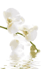 Abbildung einer schönen weißen Orchidee, die sich im Wasser spiegelt